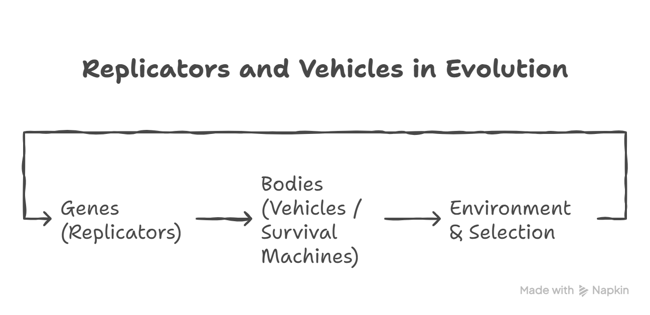 Replicators (genes) build vehicles (organisms) that compete